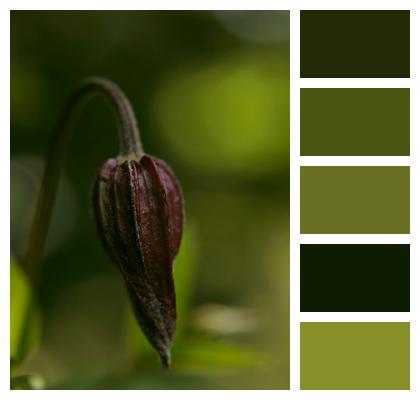 Flower Flower Bud Clematis Image